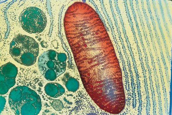 ¿Y si las propias mitocondrias pudieran ayudar a recuperar la visión?