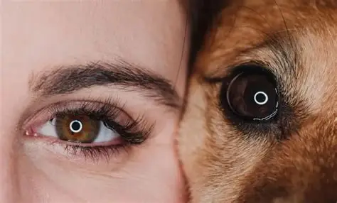 Una terapia génica ayuda a reparar conexiones dañadas en la retina de perros adultos